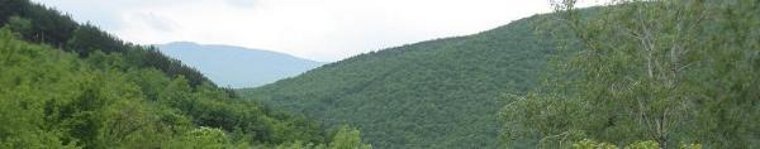 green. wooded hills in Mallorca